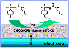 Graphical abstract: Electrochemically driven drug metabolism via cytochrome P450 2C9 isozyme microsomes with cytochrome P450 reductase and indium tin oxide nanoparticle composites