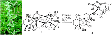 Graphical abstract: Neoadenoloside A, a highly functionalized diterpene C-glycoside, from Isodon adenolomus