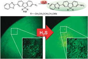 Graphical abstract: A small molecule two-photon probe for hydrogen sulfide in live tissues