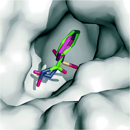 Graphical abstract: Hydroxamate represents a versatile zinc binding group for the development of new carbonic anhydrase inhibitors