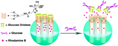 Graphical abstract: A glucose-responsive controlled release system using glucose oxidase-gated mesoporous silica nanocontainers