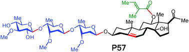 Graphical abstract: Expeditious synthesis of saponin P57, an appetite suppressant from Hoodia plants