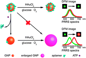 Graphical abstract: Nanoplasmonic detection of adenosine triphosphate by aptamer regulated self-catalytic growth of single gold nanoparticles