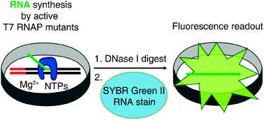 Graphical abstract: Screening mutant libraries of T7 RNA polymerase for candidates with increased acceptance of 2′-modified nucleotides