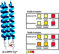 Graphical abstract: Allosteric effects in coiled-coil proteins folding and lanthanide-ion binding