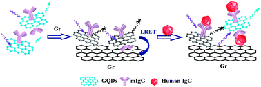 Graphical abstract: A universal immunosensing strategy based on regulation of the interaction between graphene and graphene quantum dots
