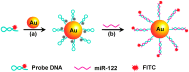Graphical abstract: Fluorescence quenching of gold nanoparticles integrating with a conformation-switched hairpin oligonucleotide probe for microRNA detection