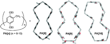 Graphical abstract: Pillar[n]arenes (n = 8–10) with two cavities: synthesis, structures and complexing properties