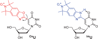 Graphical abstract: Hydrogen-bonding controlled rigidity of an isoindoline-derived nitroxide spin label for nucleic acids