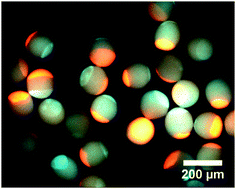 Graphical abstract: Chemically orthogonal trifunctional Janus beads by photochemical “sandwich” microcontact printing