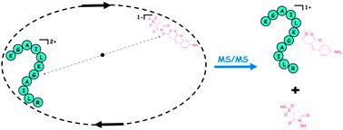 Graphical abstract: Gas-phase ion/ion reactions of peptides and proteins: acid/base, redox, and covalent chemistries