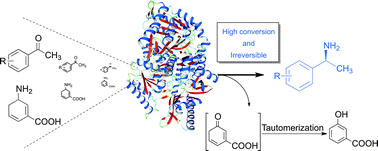Graphical abstract: An efficient single-enzymatic cascade for asymmetric synthesis of chiral amines catalyzed by ω-transaminase