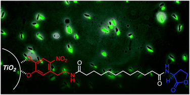 Graphical abstract: Bioinspired, releasable quorum sensing modulators
