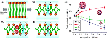 Graphical abstract: Computer simulation study of nanoparticle interaction with a lipid membrane under mechanical stress