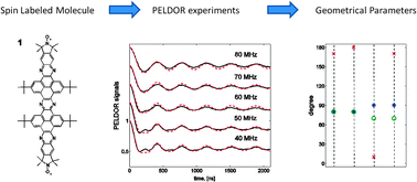 Graphical abstract: An algorithm to analyze PELDOR data of rigid spin label pairs