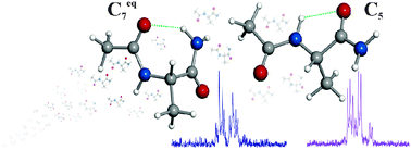 Graphical abstract: The alanine model dipeptide Ac-Ala-NH2 exists as a mixture of Ceq7 and C5 conformers