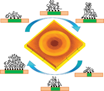 Graphical abstract: Complex polymer brush gradients based on nanolithography and surface-initiated polymerization