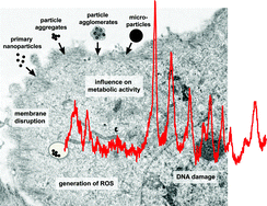 Graphical abstract: Nanomaterials in complex biological systems: insights from Raman spectroscopy