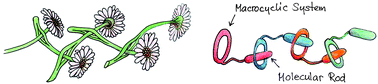 Graphical abstract: Molecular daisy chains