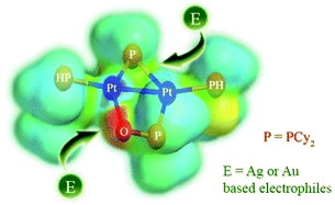 Graphical abstract: Reactivity of the phosphinito bridged Pt(i) complex [(PHCy2)Pt(μ-PCy2){κ2P,O-μ-P(O)Cy2}Pt(PHCy2)](Pt–Pt) towards Au(i) and Ag(i) electrophiles