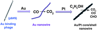 Graphical abstract: Virus-templated Au and Au–Pt core–shell nanowires and their electrocatalytic activities for fuel cell applications