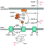 Graphical abstract: Bioelectrical redox cycling of anthraquinone-2,6-disulfonate coupled to perchlorate reduction