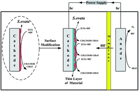 Graphical abstract: Improved cathode materials for microbial electrosynthesis