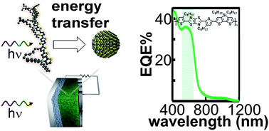 Graphical abstract: Charge generation and energy transfer in hybrid polymer/infrared quantum dot solar cells