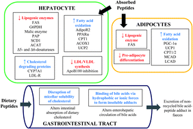 Graphical abstract: Mechanisms and prospects of food protein hydrolysates and peptide-induced hypolipidaemia