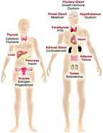 Graphical abstract: Designing endocrine disruption out of the next generation of chemicals