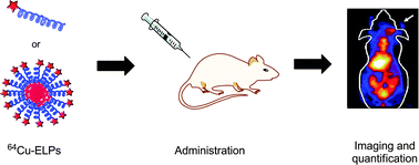 Graphical abstract: Kinetic quantification of protein polymer nanoparticles using non-invasive imaging