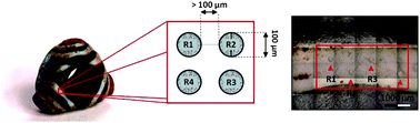 Graphical abstract: Critical evaluation of quantitative methods for the multi-elemental analysis of ancient glasses using laser ablation inductively coupled plasma mass spectrometry