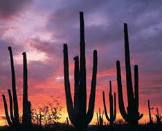 Graphical abstract: Summary of the 2012 Winter Conference on Plasma Spectrochemistry January 9–14, 2012, Tucson, Arizona