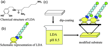 Graphical abstract: Facile and universal immobilization of l-lysine inspired by mussels
