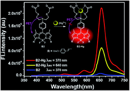 Graphical abstract: The emission enhancement of the NIR distyryl Bodipy dyes by the indirect S0 → S2 excitation and their application towards a Hg2+ probe