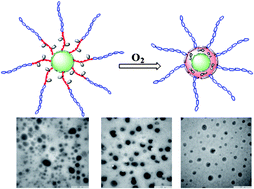 Graphical abstract: Facile preparation of core cross-linked micelles from catechol-containing amphiphilic triblock copolymer