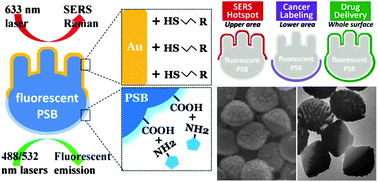 Graphical abstract: Fabrication and modification of dual-faced nano-mushrooms for tri-functional cell theranostics: SERS/fluorescence signaling, protein targeting, and drug delivery