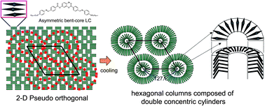 Graphical abstract: Banana-shaped molecular architecture: Formation of large columns composed of two concentrically enclosed layers