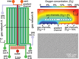 Graphical abstract: Studies of bacterial aerotaxis in a microfluidic device