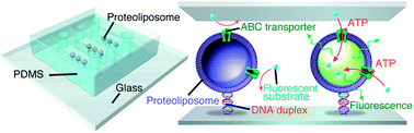 Graphical abstract: Single-vesicle estimation of ATP-binding cassette transporters in microfluidic channels