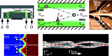 Graphical abstract: Acoustofluidics 11: Affinity specific extraction and sample decomplexing using continuous flow acoustophoresis