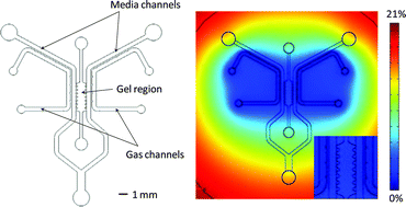 Graphical abstract: A novel microfluidic platform for high-resolution imaging of a three-dimensional cell culture under a controlled hypoxic environment