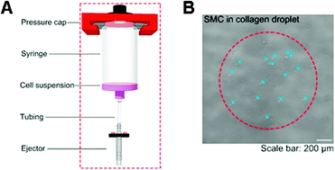 Graphical abstract: Prediction and control of number of cells in microdroplets by stochastic modeling