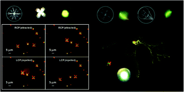 Graphical abstract: Attractive-repulsive dynamics on light-responsive chiral microparticles induced by polarized tweezers