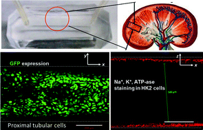 Graphical abstract: Engineering of polarized tubular structures in a microfluidic device to study calcium phosphate stone formation
