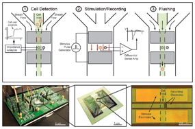 Graphical abstract: Label-free electrophysiological cytometry for stem cell-derived cardiomyocyte clusters