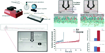 Graphical abstract: A microfluidic-based bubble generation platform enables analysis of physical property change in phospholipid surfactant layers by interfacial ozone reaction