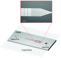 Graphical abstract: Microfluidic extraction, stretching and analysis of human chromosomal DNA from single cells