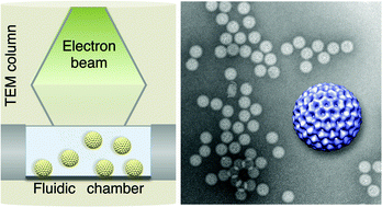 Graphical abstract: Visualizing viral assemblies in a nanoscale biosphere