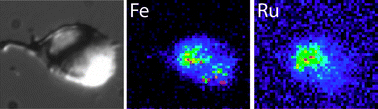 Graphical abstract: Distinct cellular fates for KP1019 and NAMI-A determined by X-ray fluorescence imaging of single cells